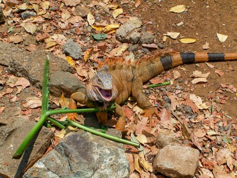 Iguana Farm in roatan honduars