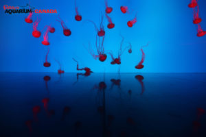 photo copyright Ripley's Aquarium of Canada