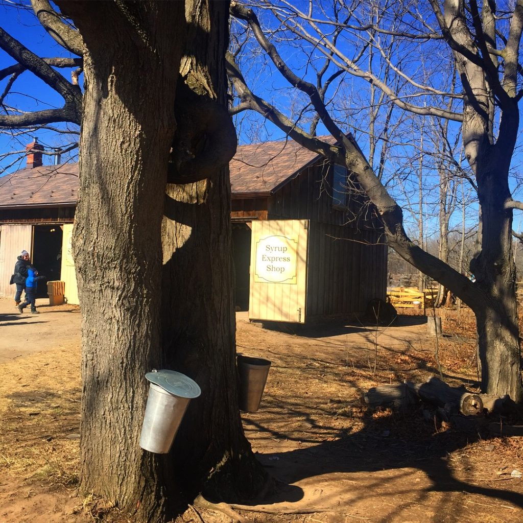 maple syrup taps for the sappiness nectar