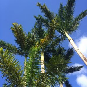 palms trees in negril
