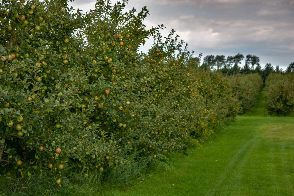 lots of apple trees