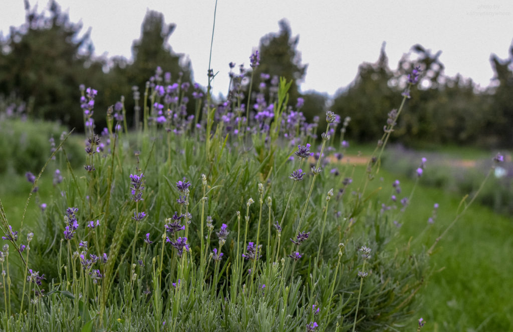 lavender at ground level