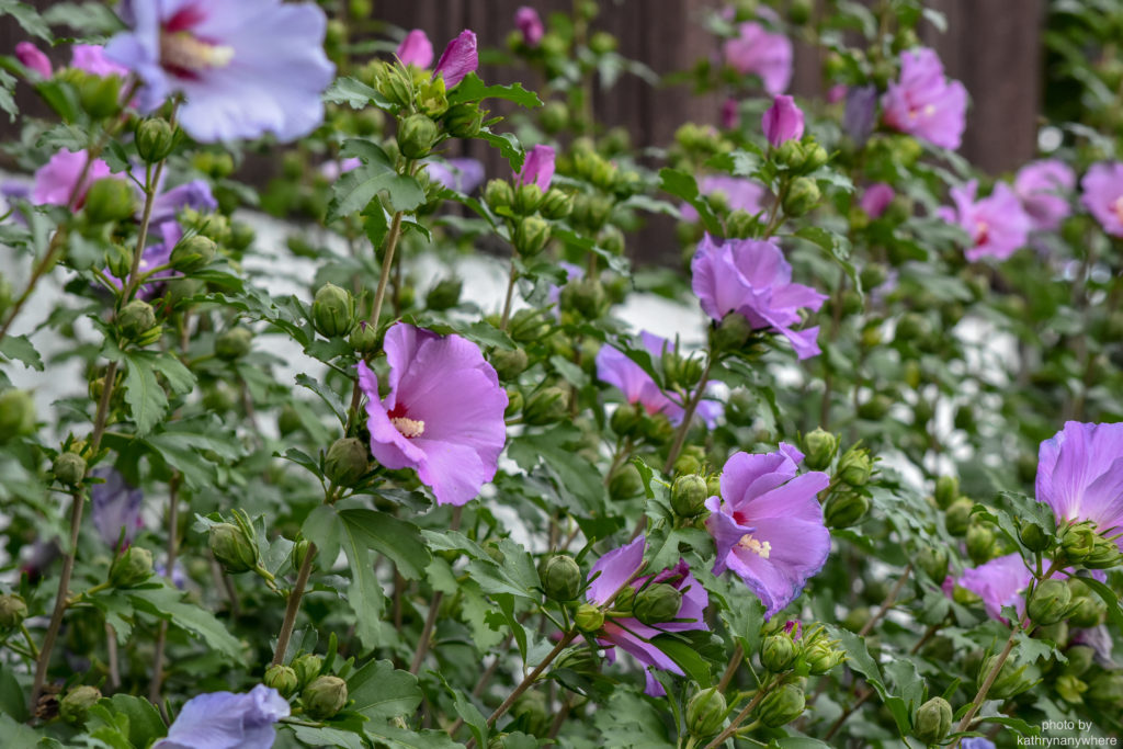 summer flowers close up