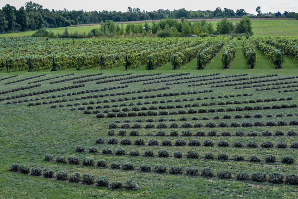 wide shot of lavender farm from above