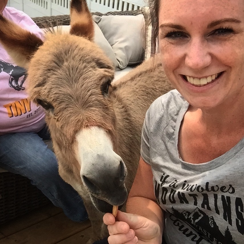 tiny tim the mini donkey