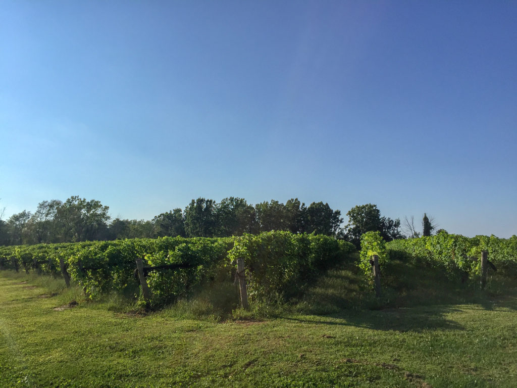 Vineyard at burning kiln winery