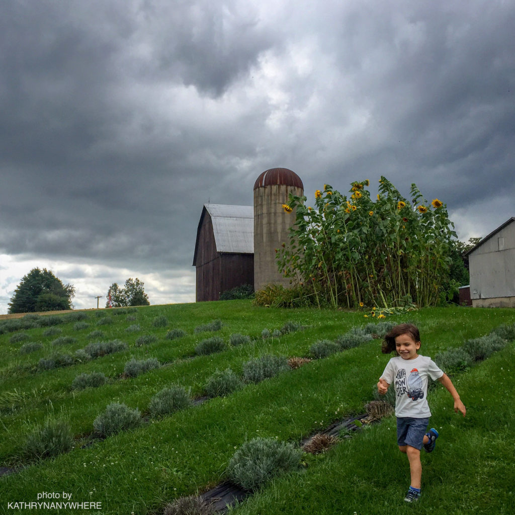 lavender farm boy running
