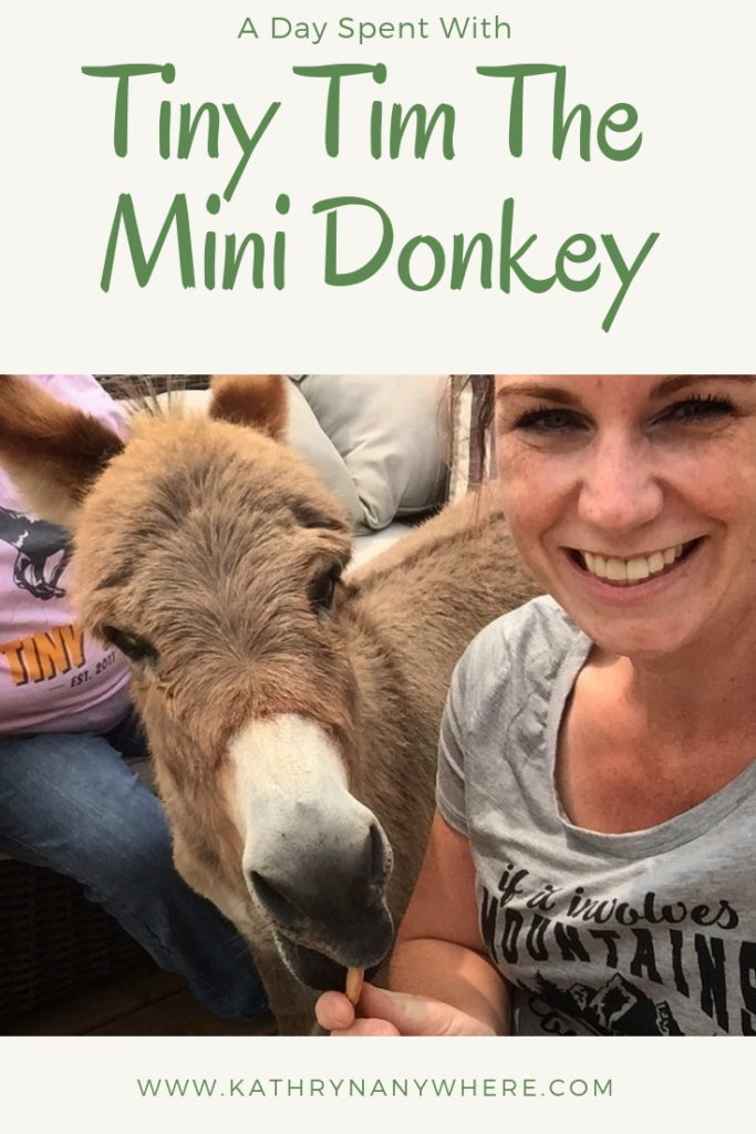 A Day Spent With Tiny Tim The Miniature Donkey #minidonkey #miniaturedonkey #tinytim #tinytimdonkey #apsley #apsleyontario #ontariodonkeys #donkeys #makeanass #doingfunthings #tinytimtheminiaturedonkey #tinytimminidonkey