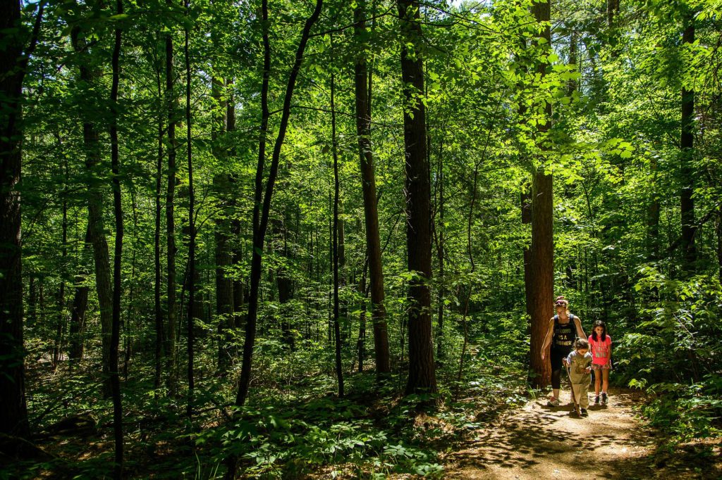 Epic Hikes With Kids - BARRON CANYON TRAIL, walking downhil #discoverON #exploremore #barroncanyontrail #algonquinpark #getoutside #liveoutdoors #ontarioparks #welivetoexplore #familytravelblogger #hikingwithkids #kidswhohike #hikingmom