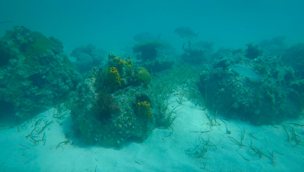 Top 5 Reasons to try SNUBA #diving #Scuba #dive #Sea #snorkeling #scubadive #SNUBA #snubalife #trysnuba #whyyoushouldtrysnuba #BeachesMoms #top5reasons #beachesturksandcaicos