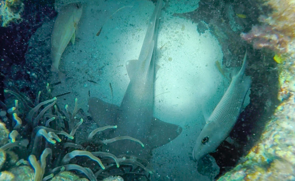 Top 5 Reasons to try SNUBA #diving #Scuba #dive #Sea #snorkeling #scubadive #SNUBA #snubalife #trysnuba #whyyoushouldtrysnuba #BeachesMoms #top5reasons #beachesturksandcaicos #nurseshark