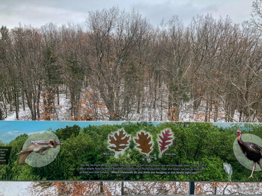 Facing East 2 on the Observation Tower at Sager Conservation Area Trail hike #sagerconservationarea #womenwhohike #wanderlust #getoutstayout #letsgosomewhere #exploretocreate #kidswhohike #theoutbound #thosewhostray #traveldeeper #observationtower #neverstopexploring #exploreclub #conservationarea #sagerconservation #yourstodiscover #discoverON #kidswhoexplore