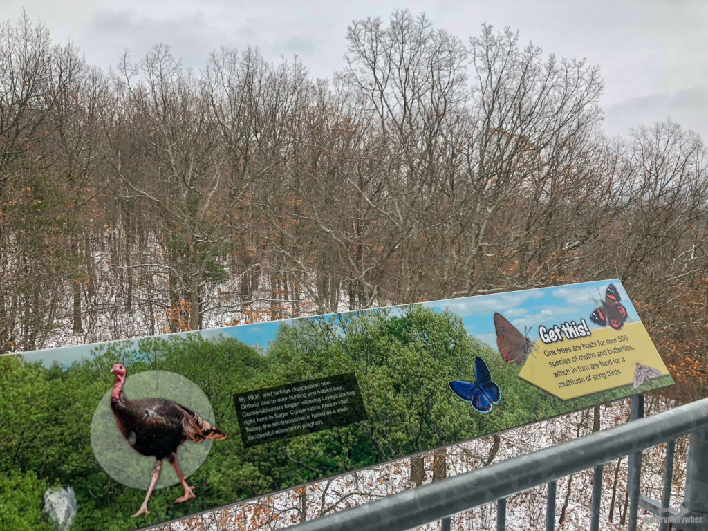 Facing East 3 on the Observation Tower at Sager Conservation Area Trail hike #sagerconservationarea #womenwhohike #wanderlust #getoutstayout #letsgosomewhere #exploretocreate #kidswhohike #theoutbound #thosewhostray #traveldeeper #observationtower #neverstopexploring #exploreclub #conservationarea #sagerconservation #yourstodiscover #discoverON #kidswhoexplore