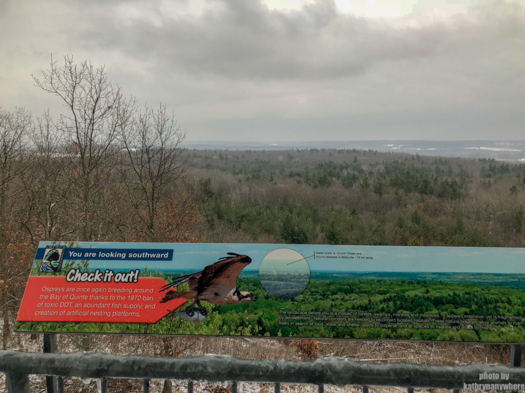 Facing South on the Observation Tower at Sager Conservation Area Trail hike #sagerconservationarea #womenwhohike #wanderlust #getoutstayout #letsgosomewhere #exploretocreate #kidswhohike #theoutbound #thosewhostray #traveldeeper #observationtower #neverstopexploring #exploreclub #conservationarea #sagerconservation #yourstodiscover #discoverON #kidswhoexplore