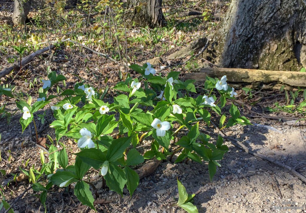 white trilliums in Mono Cliffs Provincial Park