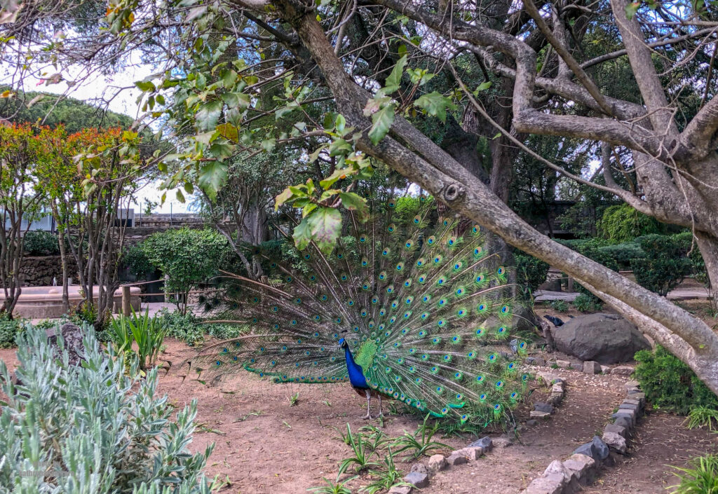 Peacock on the grounds of Castleo Sao Jorge