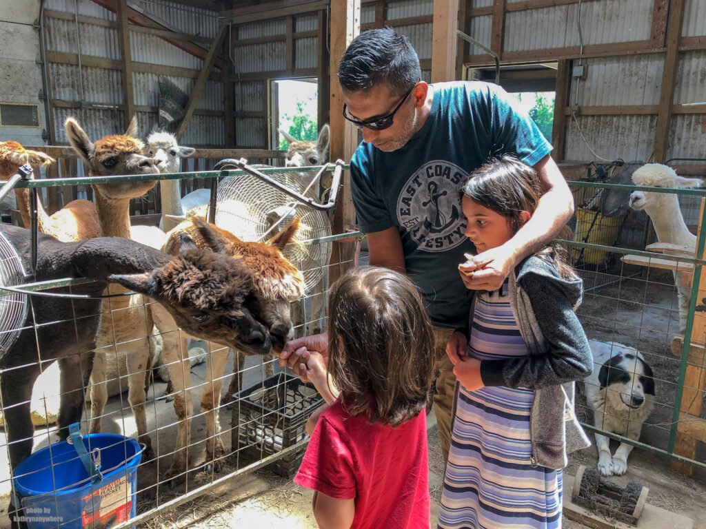 Little Man, Miss M and their dad feeding an alpaca