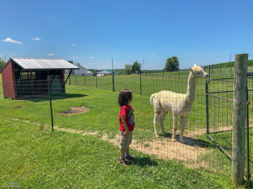 Little Man observing an Alpaca