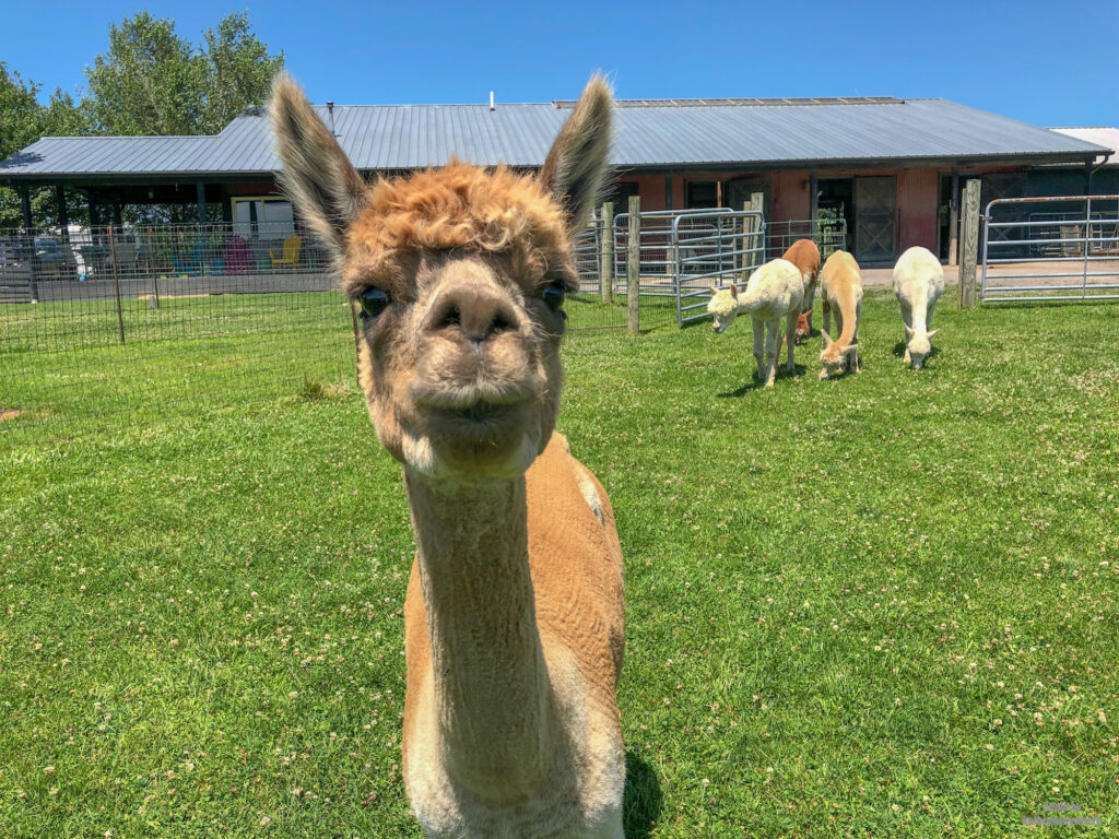 One of the female alpacas at WestPark Alpacas in Butler County PA