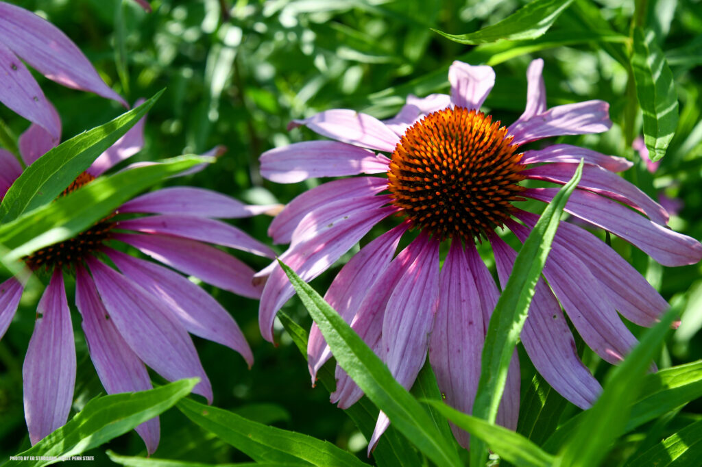 Flower on the grounds of the arboretum at Penn State. Photo by Ed Stoddard / Visit Penn State / State College / Communications Director Central PA Convention & Visitors Bureau www.visitpennstate.org