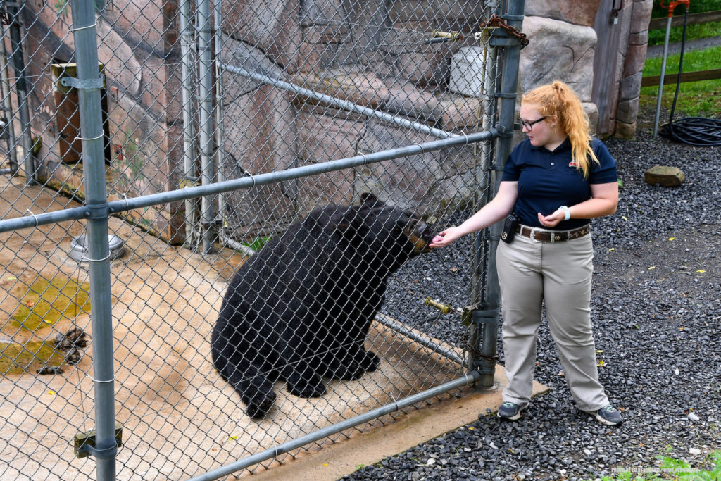 Bear in captivity at Penn's Caves and Wildlife Park. Photo by Ed Stoddard / Visit Penn State / State College / Communications Director Central PA Convention & Visitors Bureau www.visitpennstate.org