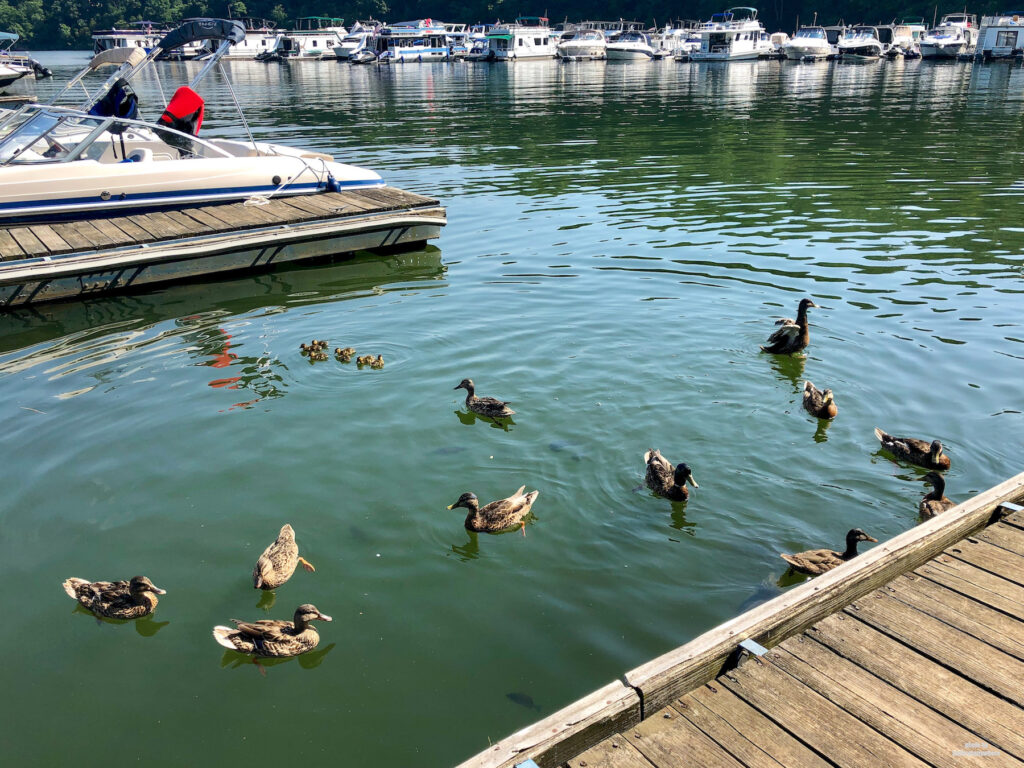 Ducks in the water in the marina at Lake Raystown Resort