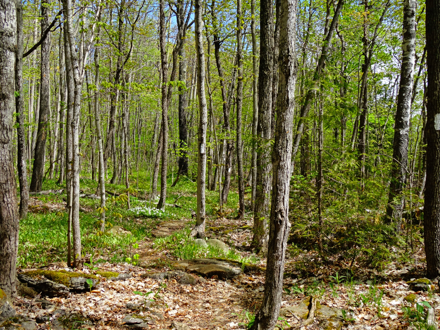 Spirit Rock Conservation Area trail - the world as i see it travel blog