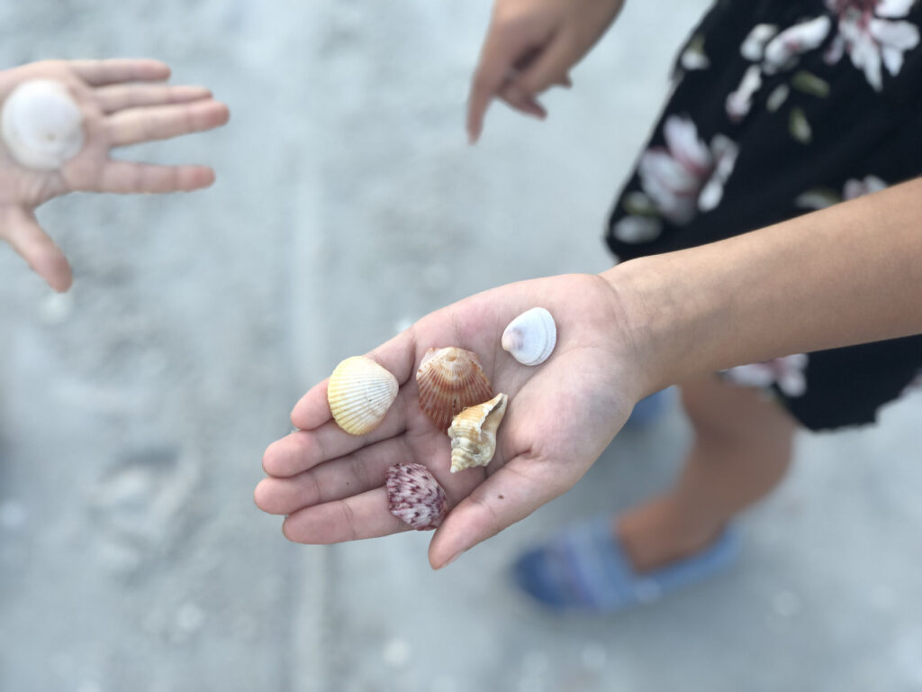Shelling is serious business on Sanibel Island!