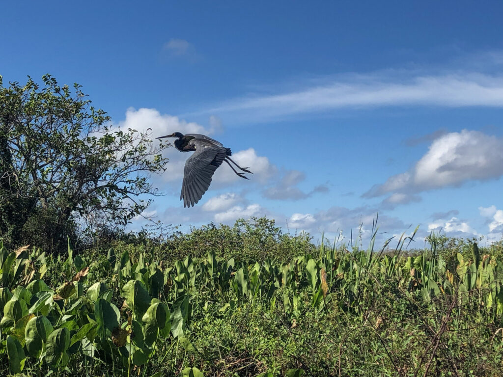 checking out the wildlife in the everglades of florida 