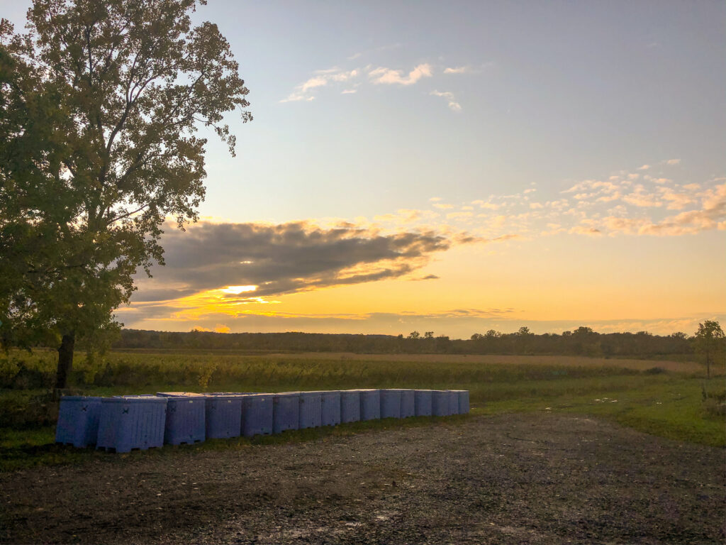 sunset magic hour in the niagara wine country area. picture taken at arrowhead springs.