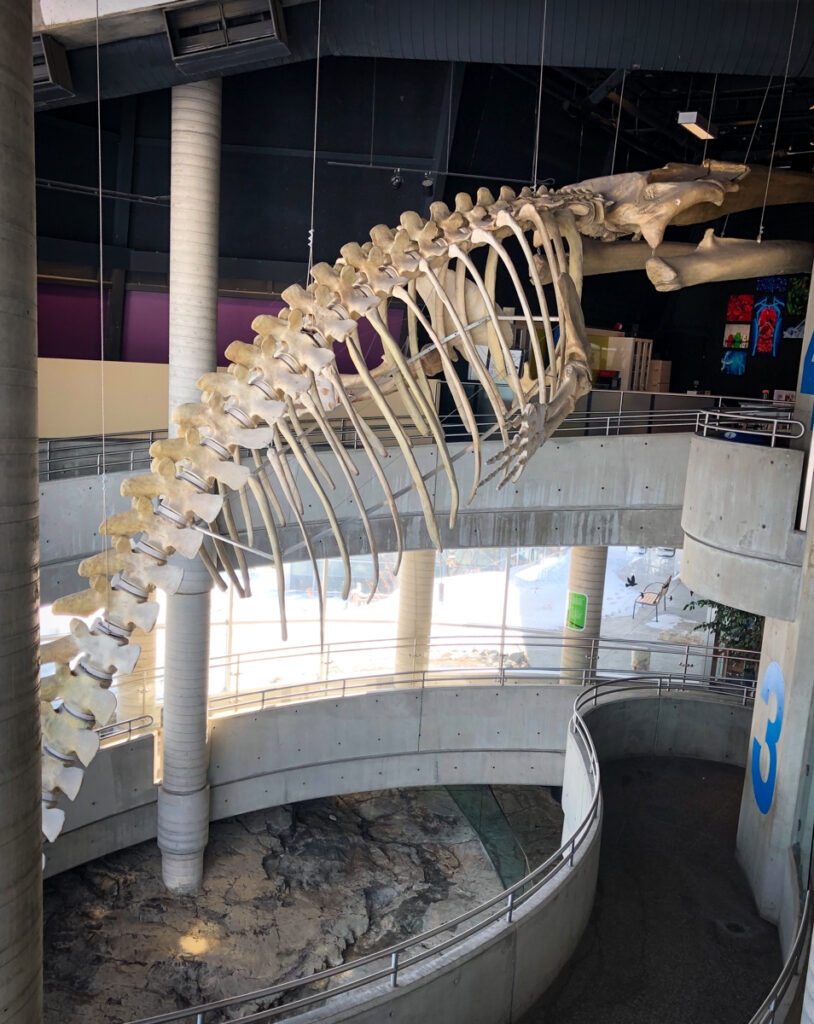 Fin Whale skeleton in Science North