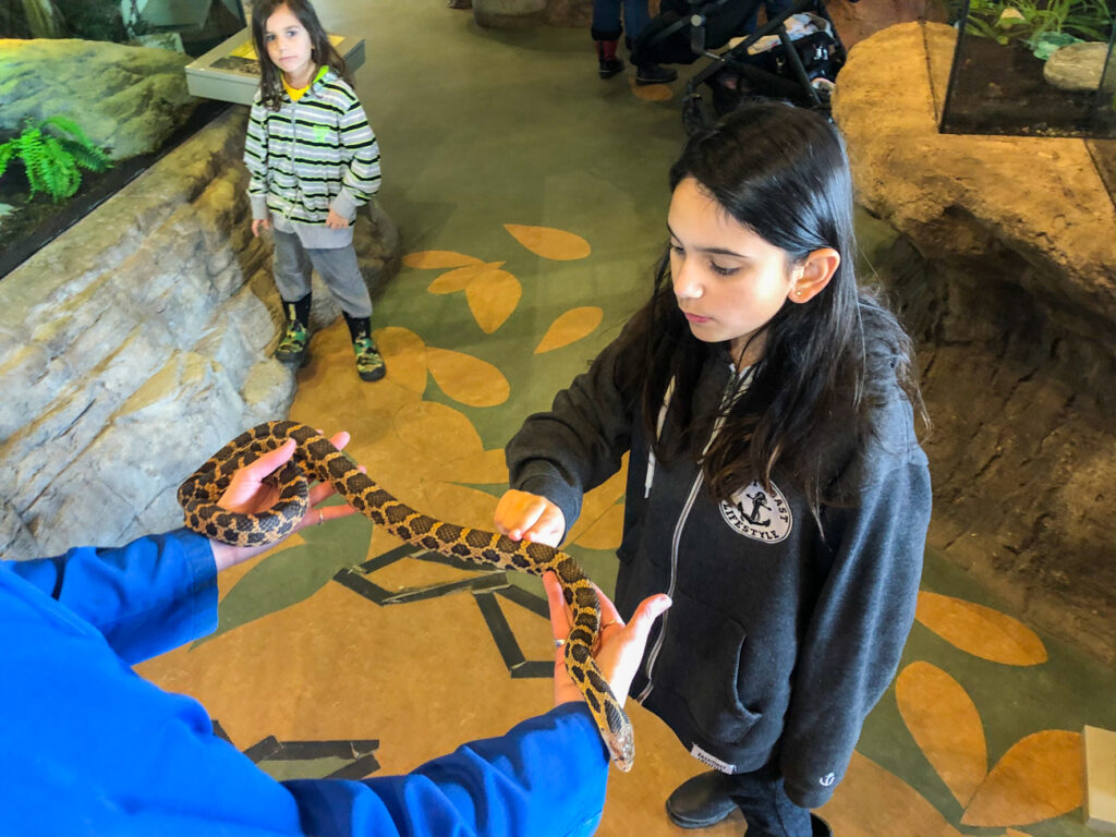 Petting a fox snake at science north