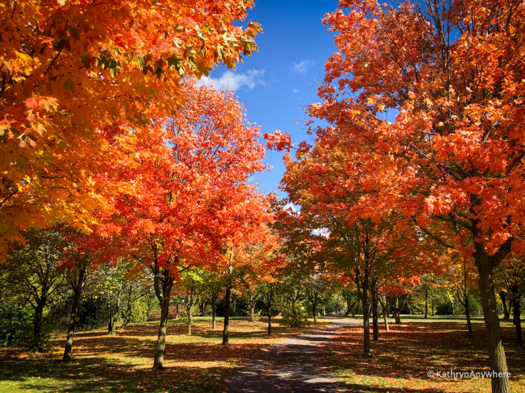 Bay of Quinte Riverside Park Trail autumn leaves
