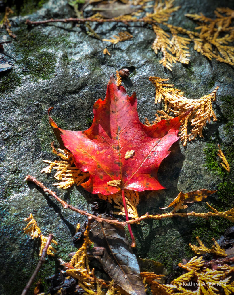 HR Frink Centre red leaf on a rock on Thrasher Road, Plainfield, Ontario