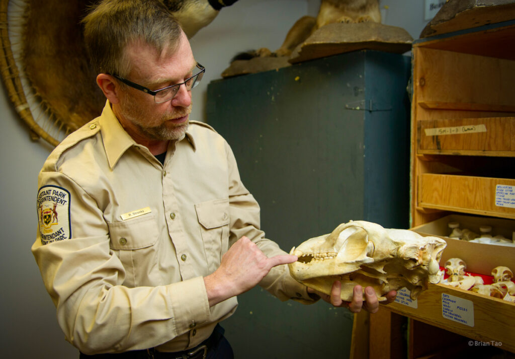 Algonquin PP visitors centre behind the scenes with Rick Stonks showing a mammal skull