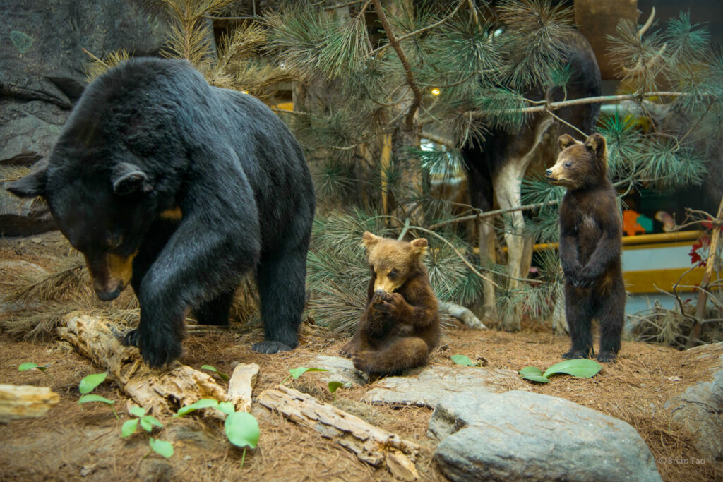 Algonquin PP visitors centre bear exhibit
