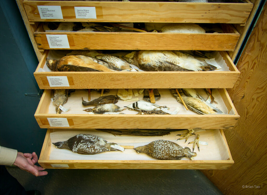 Bird specimen taxidermy samples in the basement of the visitor centre in Algonquin Provincial Park