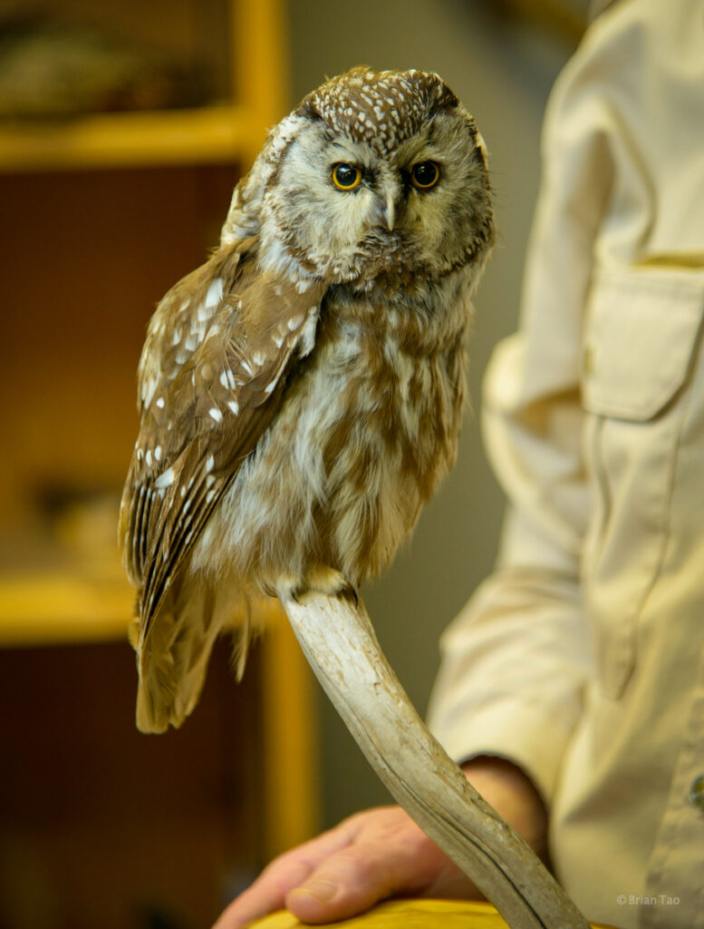 Algonquin Provincial Park visitors centre owl in the archives of the flora and fauna room in the basement