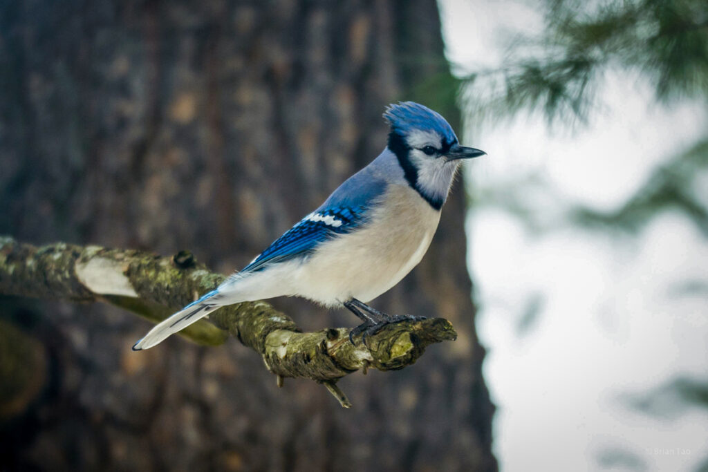 Algonquin PP Blue Jay visits camp site