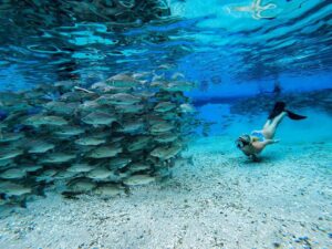 Snorkel Silver Glen Springs bass fish