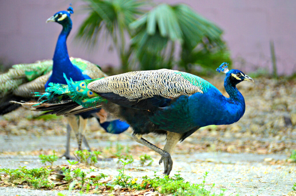 downtown Fort Pierce wild peacocks