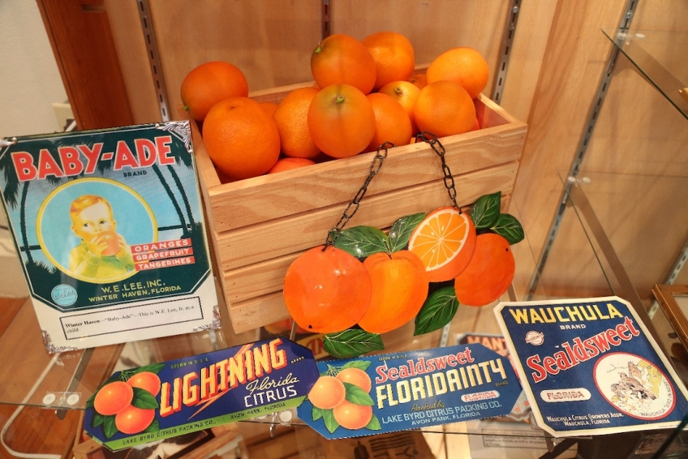 Maxwell groves florida