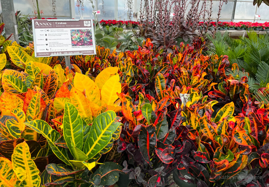 Anna's Tropical plants in Kingsville