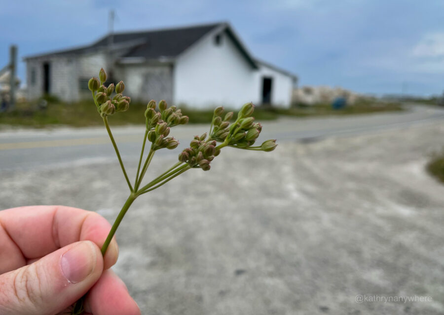 Foraging on Yarmouth Bar - wild fennel