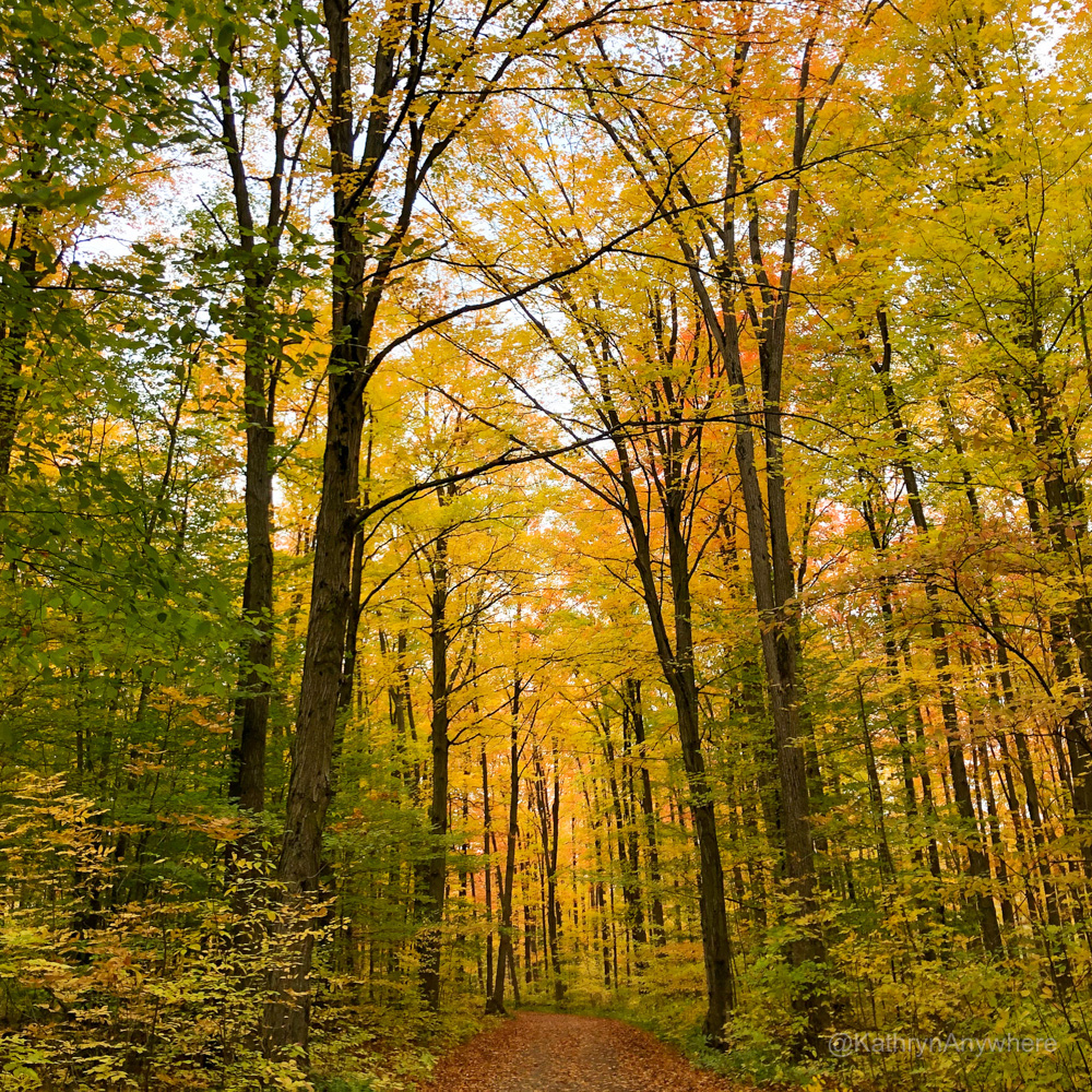 Yellow hues on a hiking trail at Terra Cotta Conservation Area in autumn