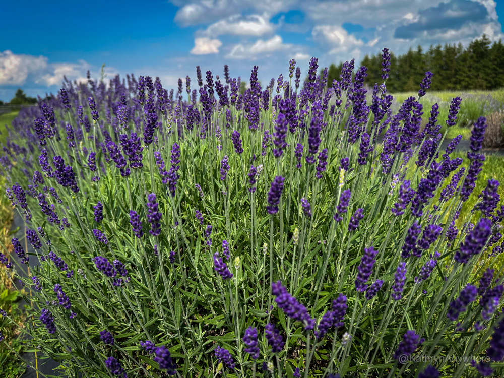 Hereward Farms lavendar bush in field - so gorgeous