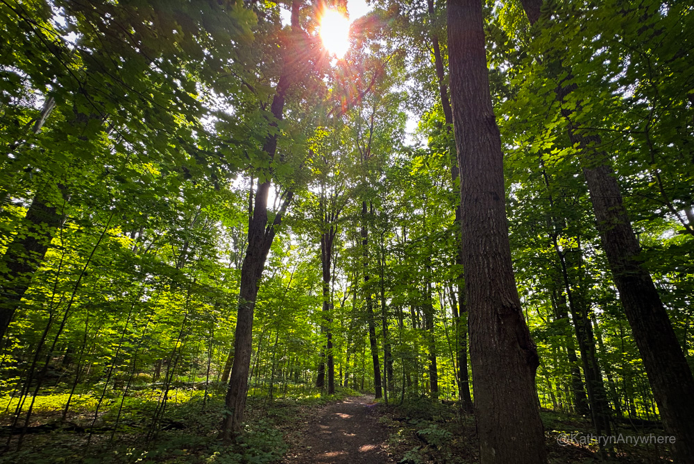 Oka National Park treed area of Grande Baie trail