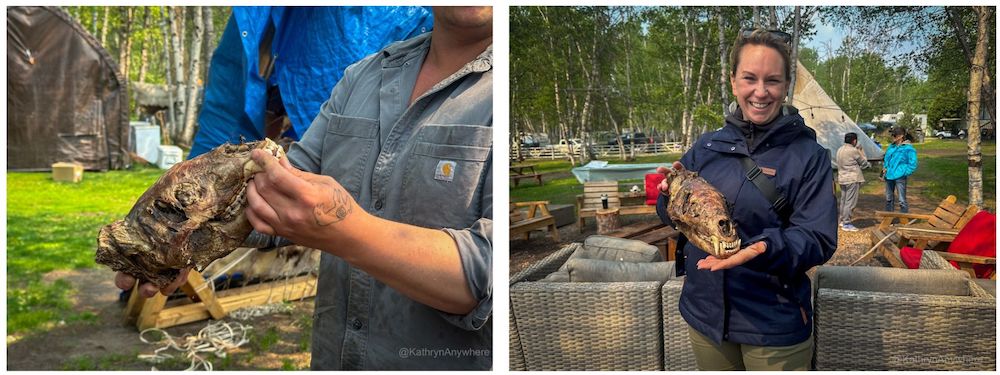 Kâniyâsihk Culture Camps - the bear skull