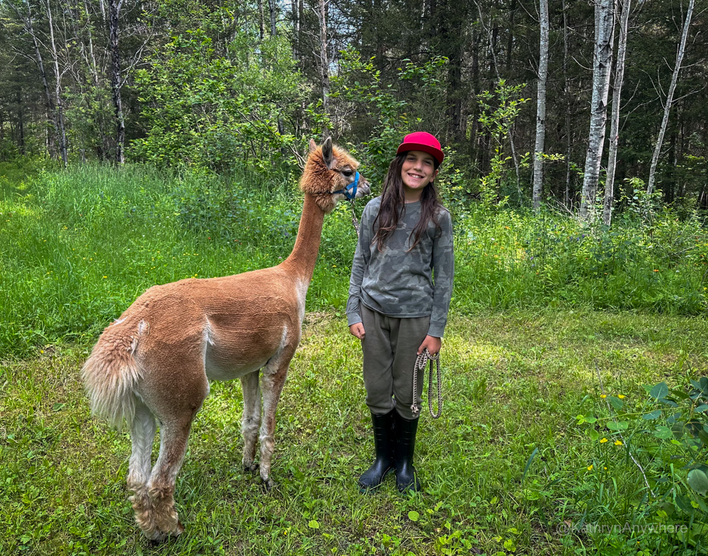Dream Acres Alpacas with boy, Matheson Ontario Northeastern Ontario Family Travel