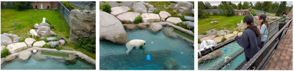 Polar Bear wildlife habitat in Cochrane, Ontario - Henry in pool Northeastern Ontario Family Travel